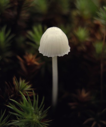 White mushroom #2