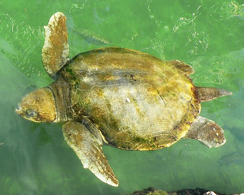 Florida sea turtle