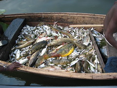Fisherman's Catch