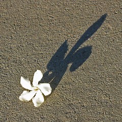 Little Flower, Big Shadow