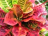 Codiaeum variegatum 'Ann Rutherford' (Croton, Variegated Laurel)