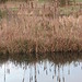 Mirrored Reeds