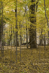 the fall foliage shot