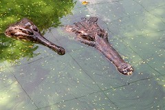 Samutprakarn Crocodile Farm And Zoo
