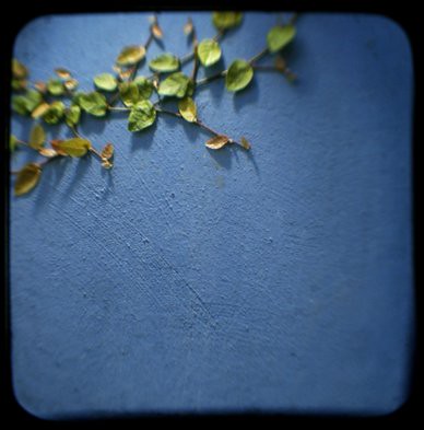 MAC blue wall with vine #2