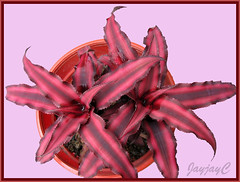 Cryptanthus bivittatus 'Ruby' (Starfish Plant or Earth Star) in our garden, November 2006