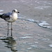 Seagull at Hilton Head Island