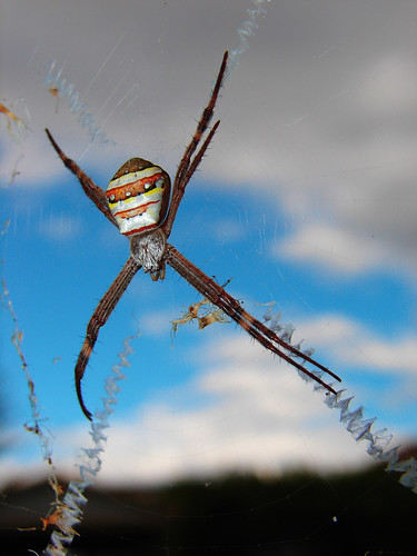 St Andrews Cross Spider- Best viewed large