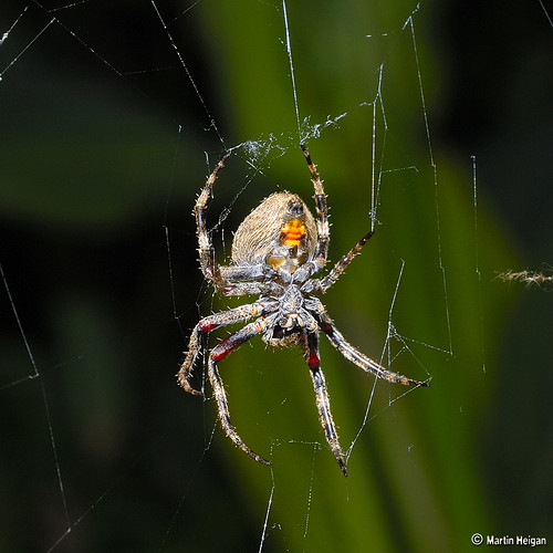 Spider (Neoscona triangula) Macro