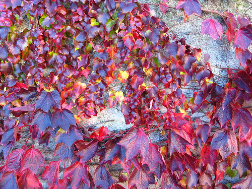 Autumn Colours in Tortoreto Abruzzo