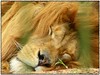 The Lion sleeps... by *Tuvy*
