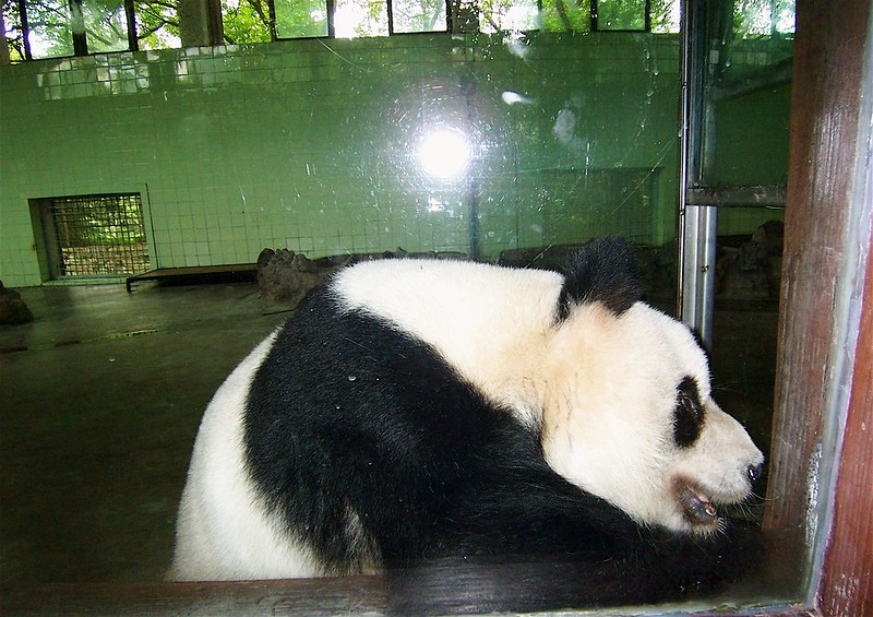 Shanghai zoo - Panda Habitat<br/>© <a href="https://flickr.com/people/97488978@N00" target="_blank" rel="nofollow">97488978@N00</a> (<a href="https://flickr.com/photo.gne?id=296640335" target="_blank" rel="nofollow">Flickr</a>)