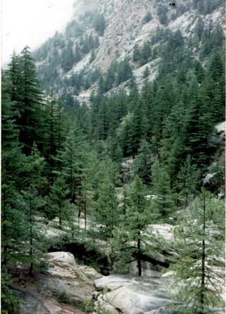 gangotri deodar forest SHANKAR