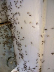 ant party