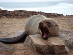 Cape Cross Seal Reserve