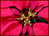 Euphorbia pulcherrima (Poinsettia, Christmas Flower/Star, Lobster Plant/Flower, Flame Leaf Flower, Mexican Flameleaf)
