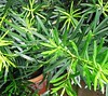 Podocarpus macrophyllus 'Maki' (Buddhist Pine, Shrubby Japanese Yew)