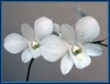 Dendrobium 'White Pagoda'