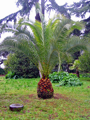 Giant Pineapple (LOL)