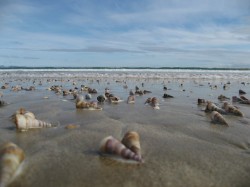 Seashells at Nine Mile Beach, Tasmania