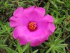 Portulaca grandiflora - a deep pink variety