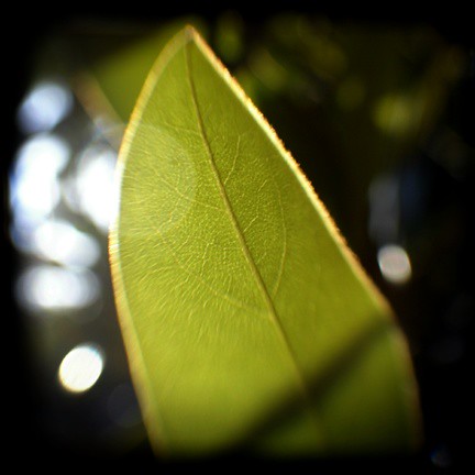 backyard textures 2: Magnolia leaf