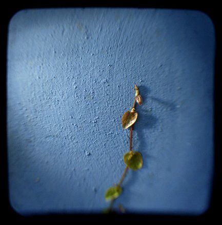 MAC blue wall with vine