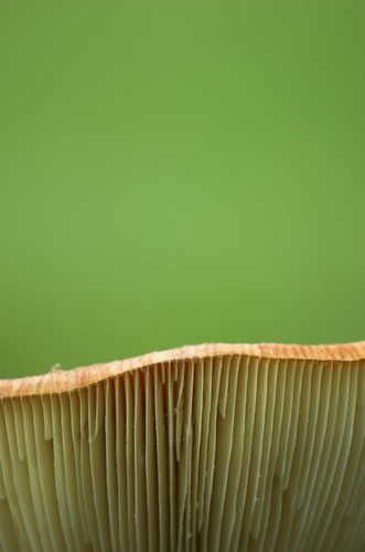Mushroom Slice Green