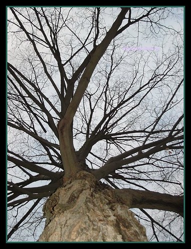 trees nov.11,03 002 by digitalambitions/ Valerie Hogg