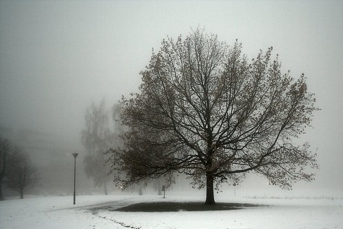 a tree in the mist