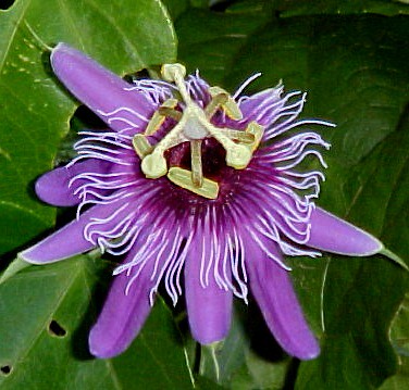 Passiflora amethystina