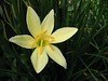 Zephyranthes 'Reginae' (Rain Lily, Zephyr Lily, Fairy Lily)