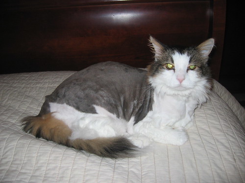 Shaved cat II
