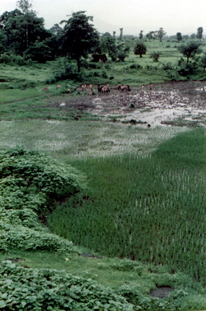 more fields of nityananda SHANKAR