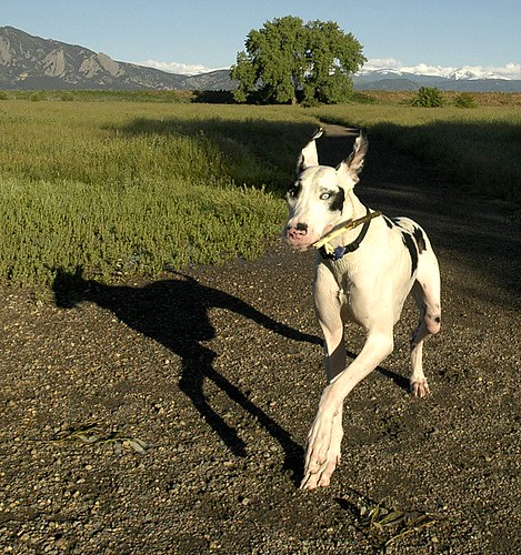 Tripod Dog Shadow by Laertes