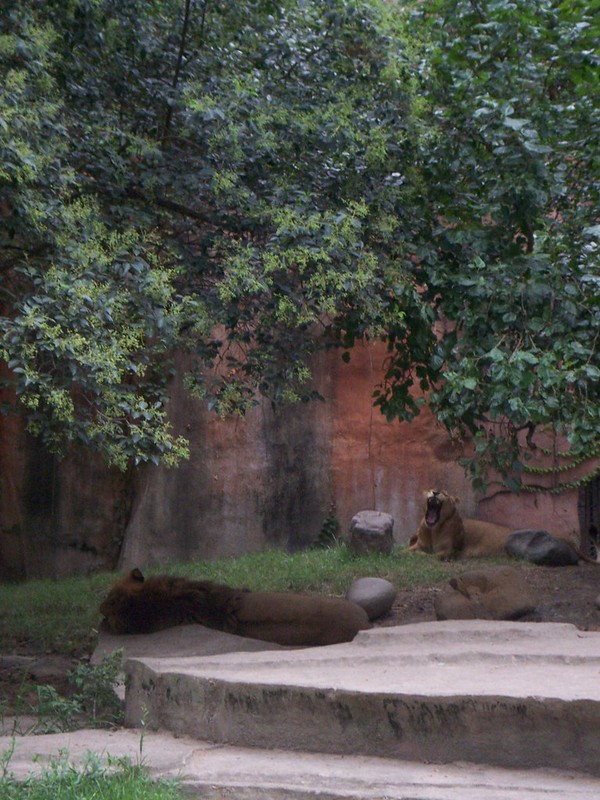 Shanghai - Zoo - sleeping lion<br/>© <a href="https://flickr.com/people/97488978@N00" target="_blank" rel="nofollow">97488978@N00</a> (<a href="https://flickr.com/photo.gne?id=296645550" target="_blank" rel="nofollow">Flickr</a>)