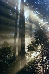 Fog lifting in the redwoods