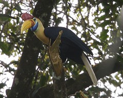 Knobbed hornbill