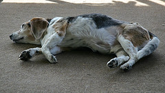Tired doggie