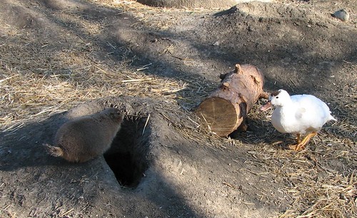 Duck vs Prairie Dog - 4