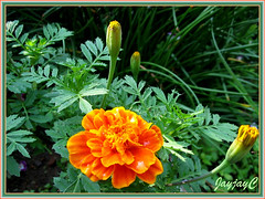 Tagetes erecta / patula 'Inca Orange' in our garden border, February 2007
