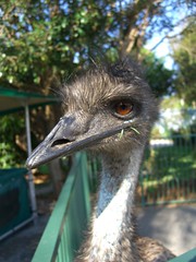 Emu