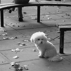 Lonely-Dog