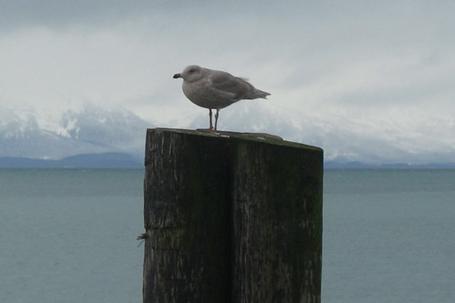 solitary gull