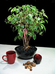 Ficus Holiday Gift