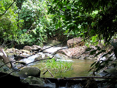 Река в джунглях.