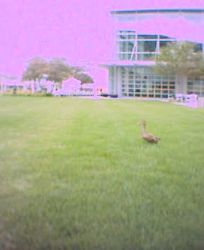she's looking for her lost ducklings in the middle of the Y! quad.