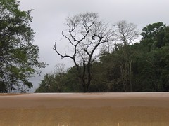 Kollibacchalu Dam -Malenadu Heavy Rain Effects Photography By Chinmaya M.Rao (90)