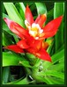 Guzmania lingulata var. minor (Orange Star, Scarlet Star)