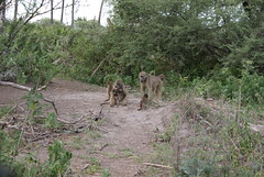 Baboon Mother and Child